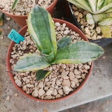 Agave titanota black usato  Porto Cesareo