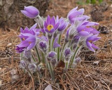 Pasque flower anemone for sale  Gate City