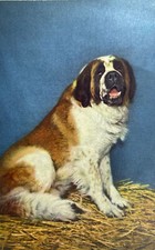 Bernard dog vintage for sale  Galesville