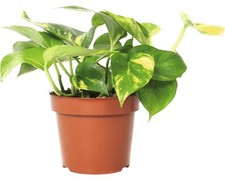 Efeutute floraself scindapsus gebraucht kaufen  Deutschland