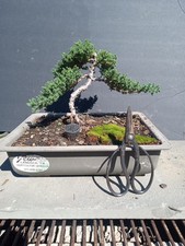 Juniper bonsai tree for sale  Strasburg