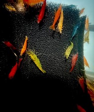 Live rainbow skittles for sale  Westland