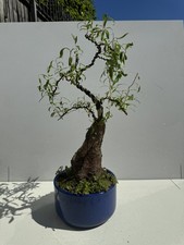 Weeping willow bonsai for sale  LEAMINGTON SPA