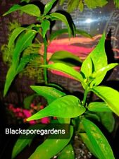 Night blooming jasmine for sale  Deland