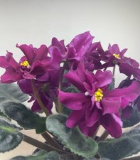 African violet freshy for sale  PETERBOROUGH