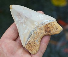 Beautiful megalodon shark for sale  UK