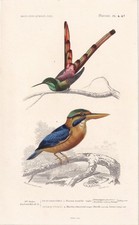 1861 hummingbird kingfisher for sale  BIDEFORD