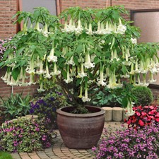 Brugmansia suaveolens white usato  Torino