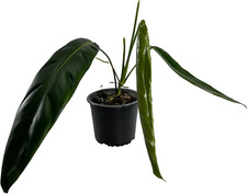 Philodendron patriciae live for sale  Denver