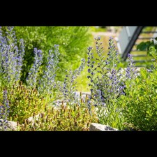 Echium vulgare gewöhnlicher gebraucht kaufen  Deutschland