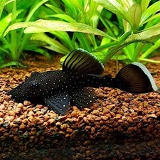 L183 starlight bristlenose d'occasion  Expédié en Belgium