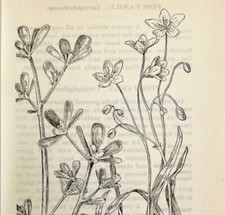 1905 purslane spring for sale  Cambridge