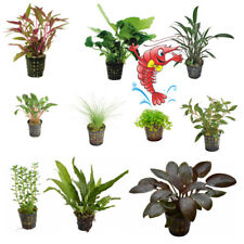 Live aquarium plants for sale  MANSFIELD
