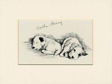 Sealyham terrier lovely for sale  COLEFORD