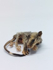 Mummified juvenile sugar for sale  LONDON