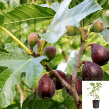 Fig violette bordeaux for sale  Modesto
