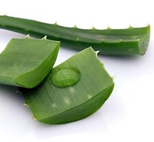 Folha de aloe vera 4 onças medicinal de corte comprar usado  Enviando para Brazil