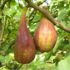 Ficus carica longue d'occasion  Perpignan-