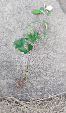 Pack blackberry plant for sale  NEWARK