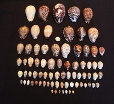 Piece cowrie seashell for sale  HARLOW