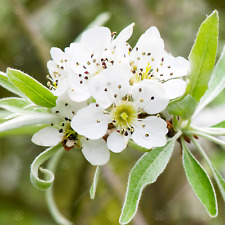 Pyrus salicifolia pendula for sale  UK