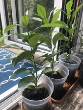 Pomelo tree plant for sale  EASTLEIGH