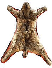 Fine dressed bobcat for sale  Coeur D Alene