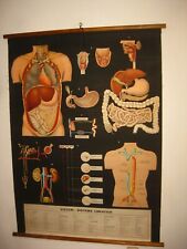 ITÁLIA VALLARDI CORPO HUMANO SISTEMA LINFÁTICO ANATOMIA MAPA MAPPA CARTE KARTE comprar usado  Enviando para Brazil
