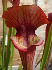 sarracenia for sale sarracenia for sale GRAVESEND