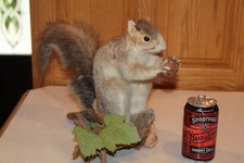 Taxidermy squirrel chipmunk for sale  Brandon