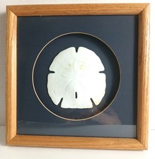 Sand dollar shadowbox for sale  Fernandina Beach
