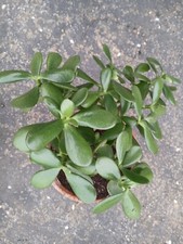 Large 3yo jade for sale  Newark