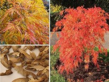 Weeping japanese maple for sale  BROCKENHURST