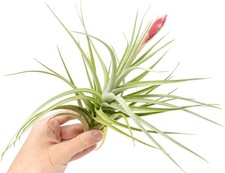 Tillandsia leonamiana air for sale  Saint Augustine