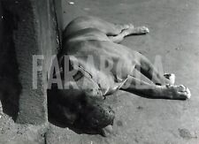 Vintage animali cane usato  Roma