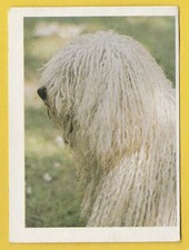 Dogs spanish trade for sale  WREXHAM