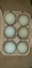 Uova fertili galline usato  Roma