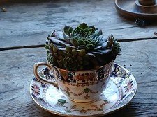 Succulent plant vintage for sale  CORBY