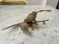 Mummified bird. french for sale  BRISTOL