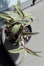 Succulent live plant for sale  Santee