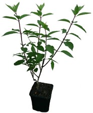 Rispenhortensie candlelight pf gebraucht kaufen  Deutschland