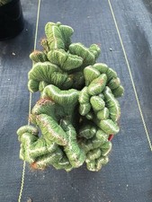 Cereus coral green for sale  Jurupa Valley