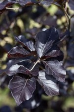Fagus sylvatica dawyck gebraucht kaufen  Westerstede