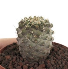 Copiapoa columna alba usato  Napoli