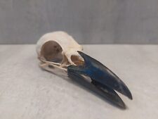 Crow skulls carrion for sale  WALSALL