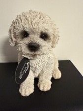 Vivid arts bichon for sale  NEWQUAY