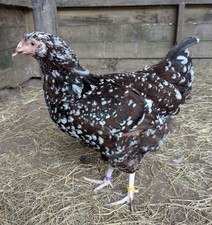 Speckled sussex eggs for sale  ST. AUSTELL