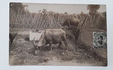 Cpa carte photo d'occasion  Narbonne