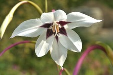 Acidanthera murielae peacock for sale  WOLVERHAMPTON