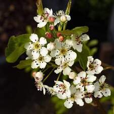 Pyrus chanticleer ornamental for sale  SOUTHAMPTON